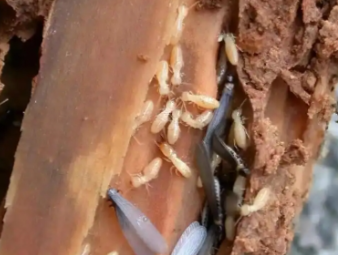 宁夏白蚁防治公司分享雨季白蚁飞蚁集中入户，应急处理与长效防虫方案